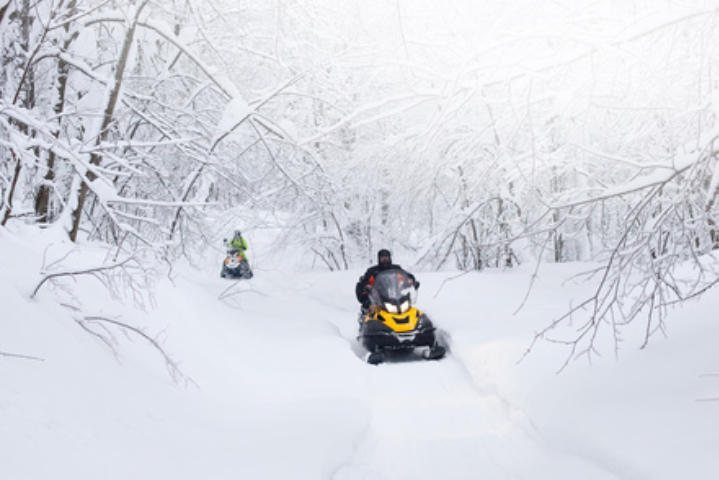 Powdery - You will love the thrill of the great white...